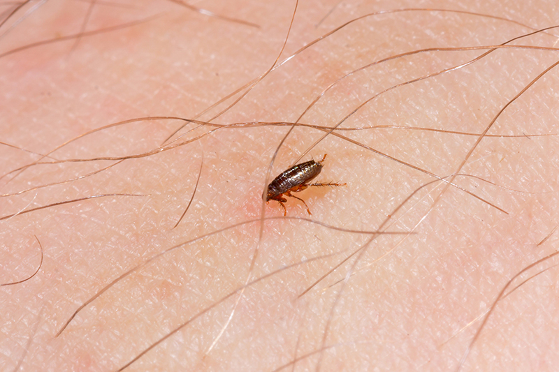 Flea Pest Control in Basingstoke Hampshire