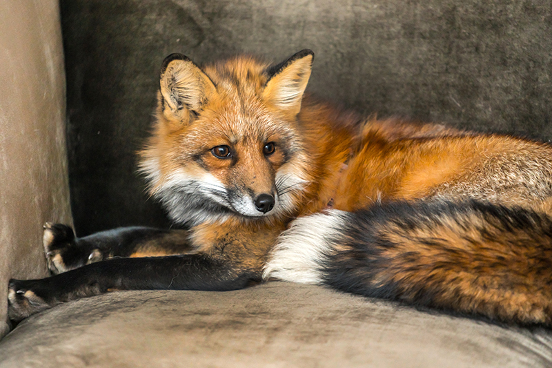 Fox Pest Control in Basingstoke Hampshire