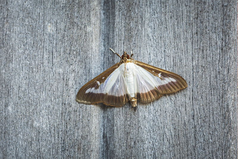 Moth Pest Control in Basingstoke Hampshire